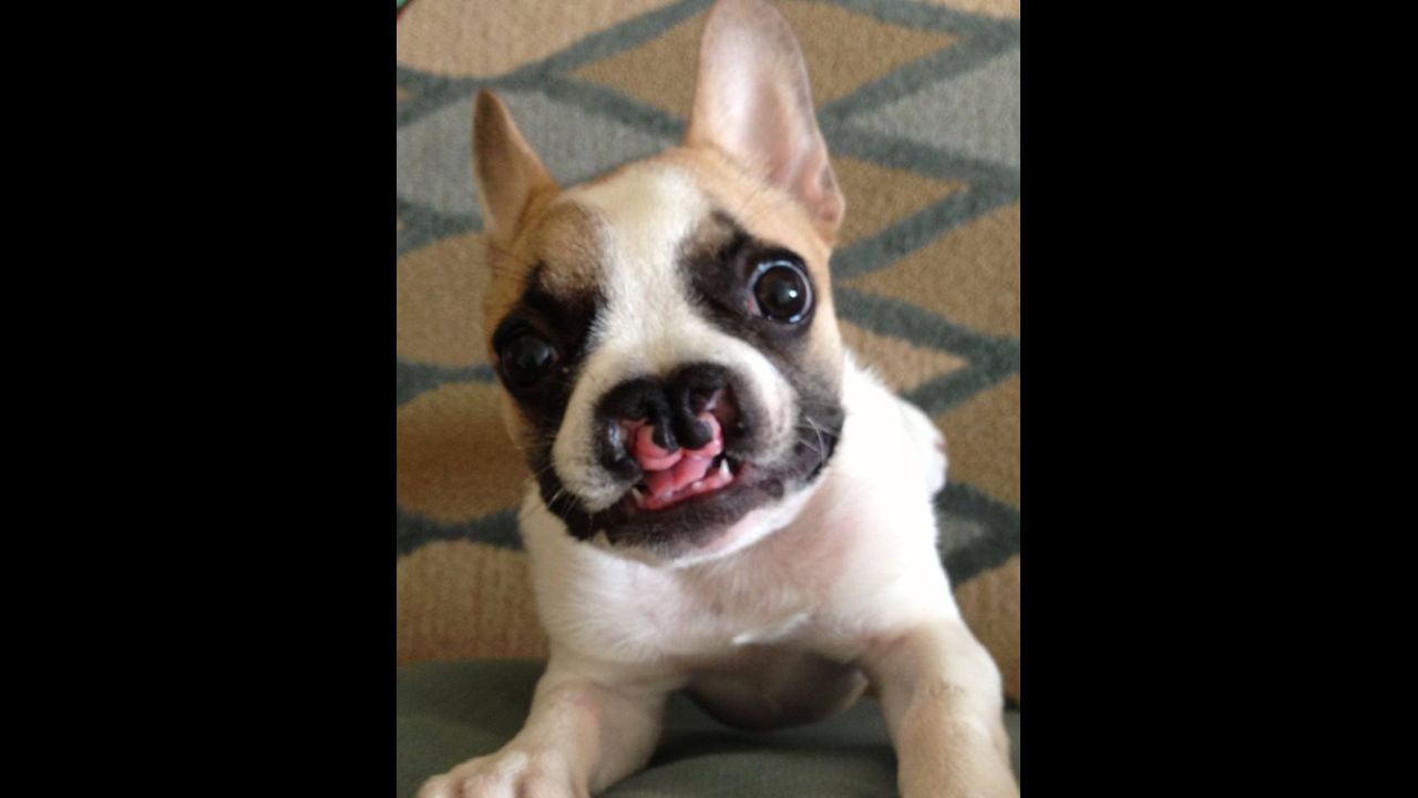 We couldn't resist adding cute little Lentil to our year's top stories. Born with a cleft palate and a cleft lip (the cleft palate was fixed through surgery), the French Bulldog puppy <a href="http://www.cnn.com/2013/07/02/health/lentil-craniofacial/">helps raise awareness of craniofacial abnormalities</a> in children and often visits kids with such conditions at the Children's Hospital of Philadelphia.  