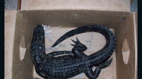 A Florida man attempted to trade this 4-foot alligator for a 12-pack of beer