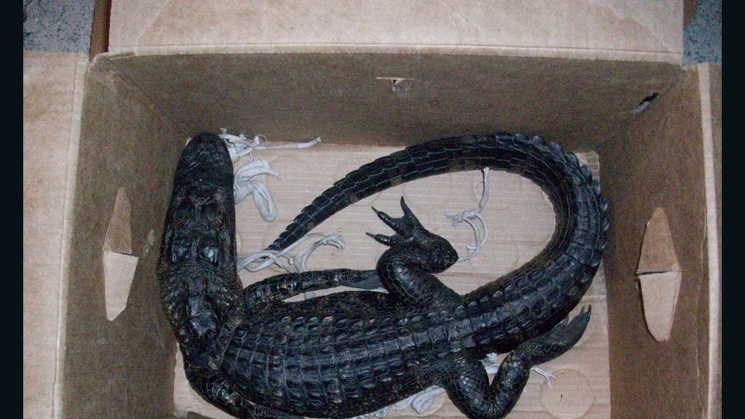 A Florida man attempted to trade this 4-foot alligator for a 12-pack of beer