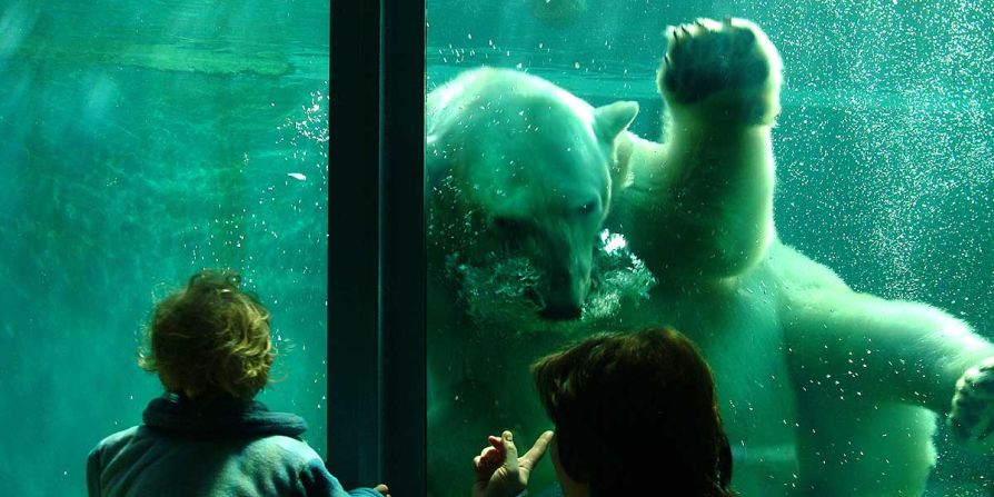 Un encuentro polar en el zoológico de Budapest.
