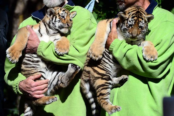 Tigres siberianos cachorros en el zoológico de Budapest.