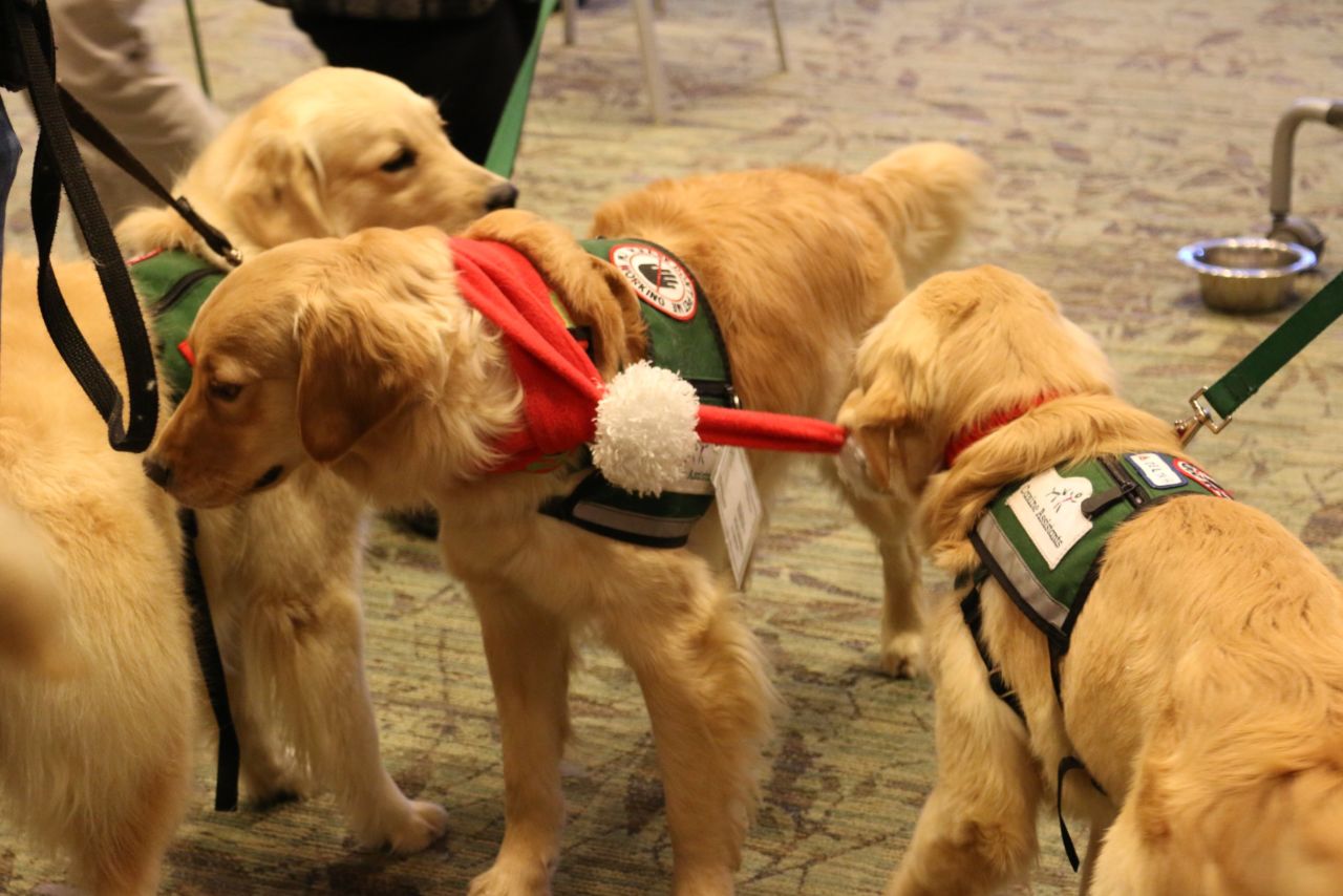 CanineAssistants, an Alpharetta, Georgia-based nonprofit group, brings therapy dogs-in-training to help Emory University students with finals stress.