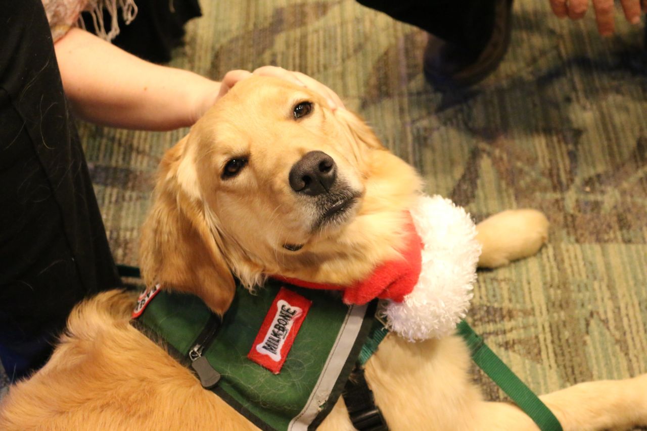 To become certified, the dogs must master 90 commands and maintain a total sense of calm.