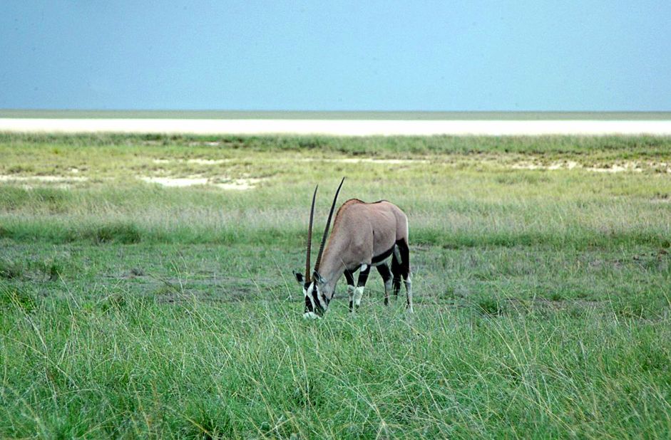 For wildlife, visit Namibia's Etosha National Park. 