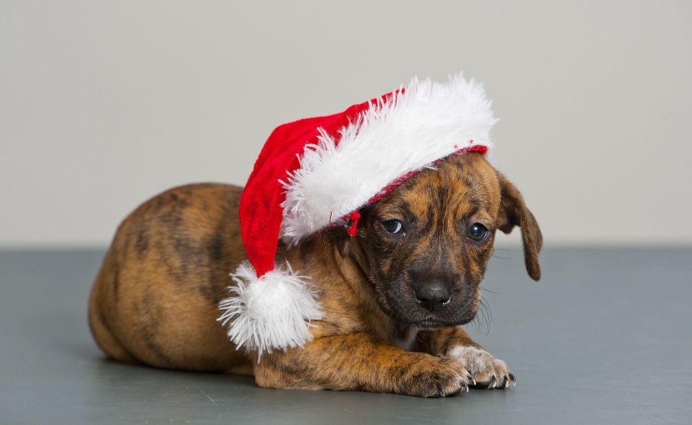 A puppy poses for a picture on December 9 at the Blue Cross center in Southampton, Britain. The adoption facility is looking for new owners for the 12 dogs of Christmas -- a dozen puppies from the same litter who are just six weeks old. 