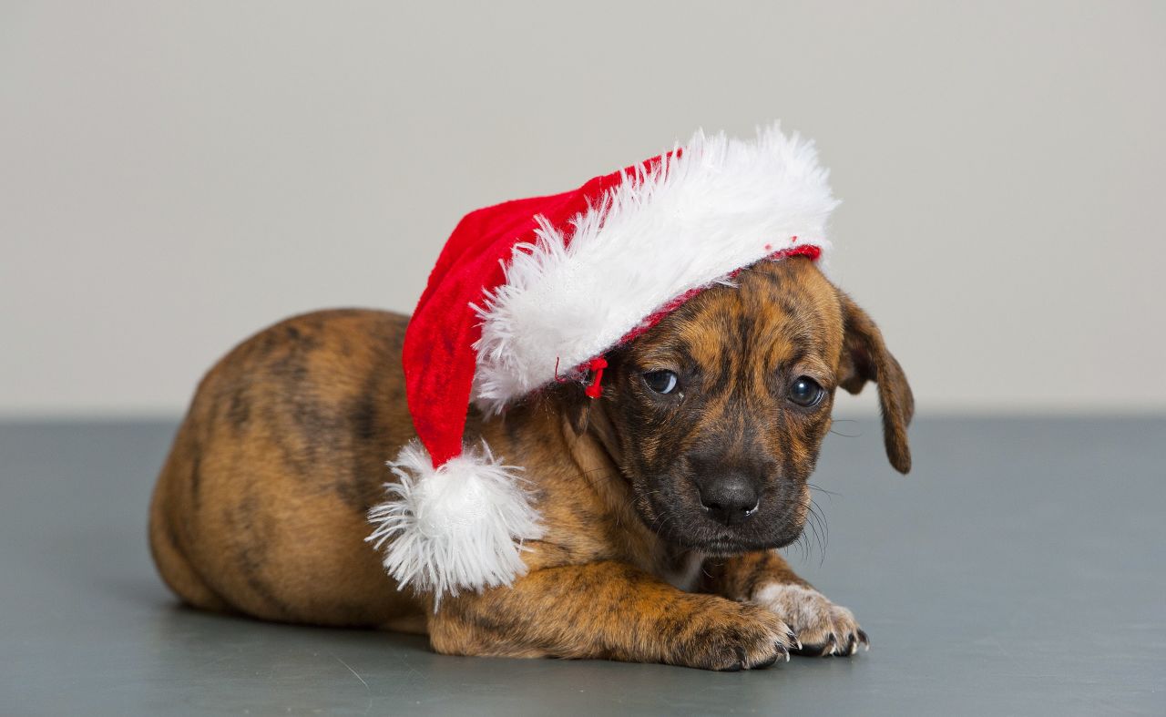 A puppy poses for a picture on December 9 at the Blue Cross center in Southampton, Britain. The adoption facility is looking for new owners for the 12 dogs of Christmas -- a dozen puppies from the same litter who are just six weeks old.