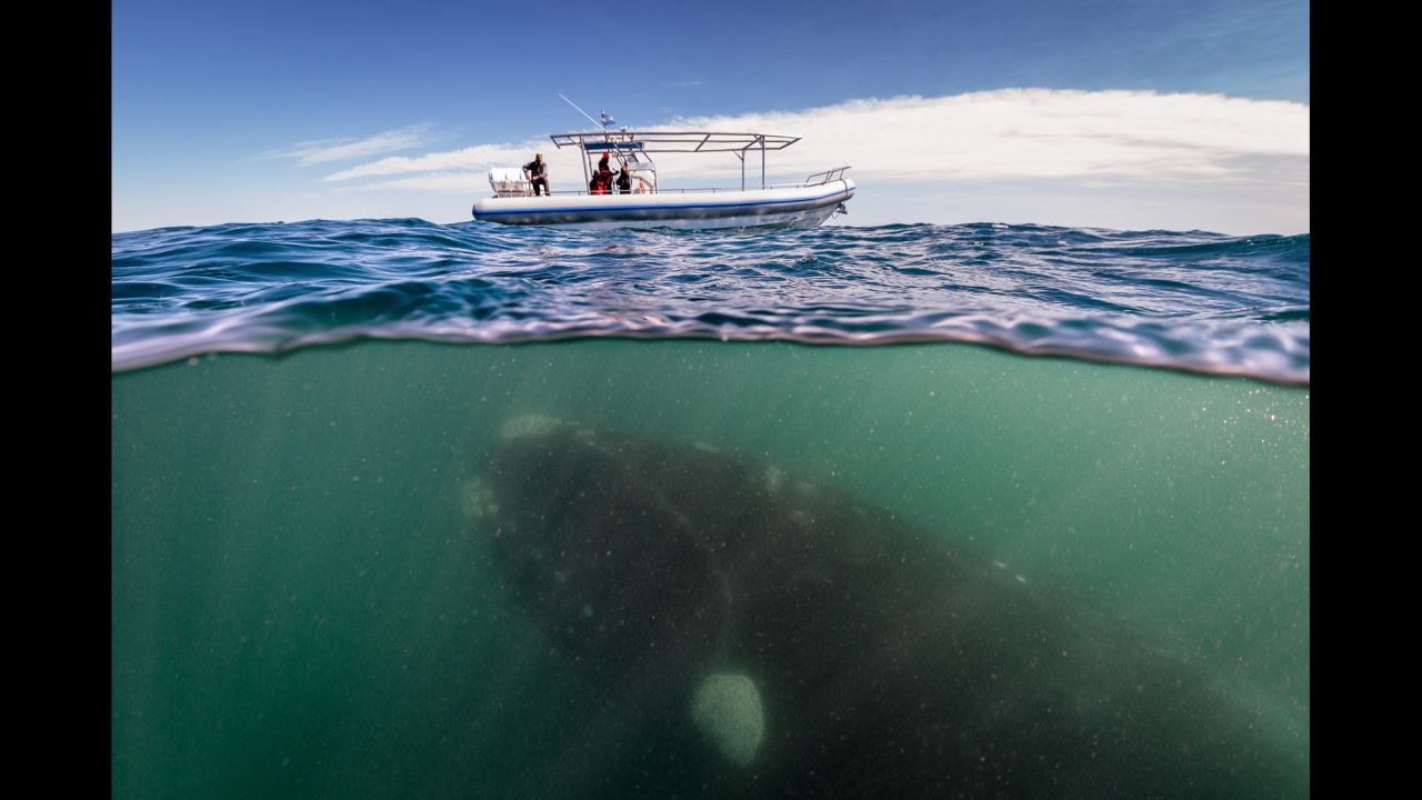 <strong>October 30:</strong> A 50-ton southern right whale swims under a boat in Peninsula Valdez, Argentina.