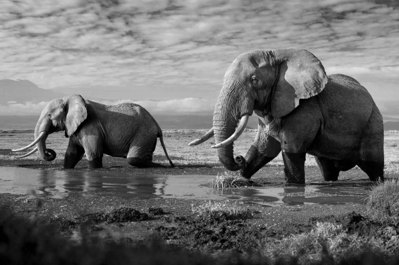 Two big, beautiful bulls in the Lengaiya Spring, with Mount Kilimanjaro in the distance. Amboseli National Park, Kenya, 2011