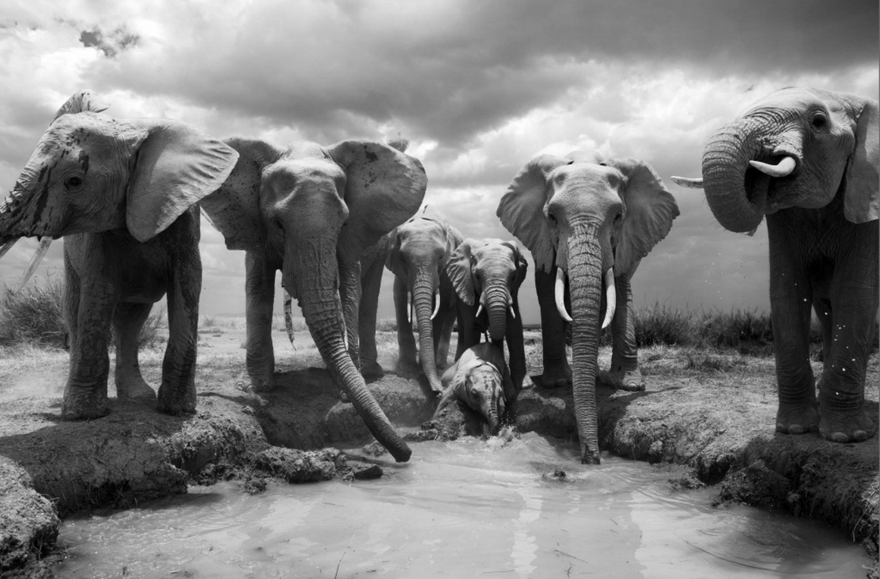 Thirsty after a long walk across the desert, an elephant family drinks up. Amboseli National Park, Kenya, 2011.