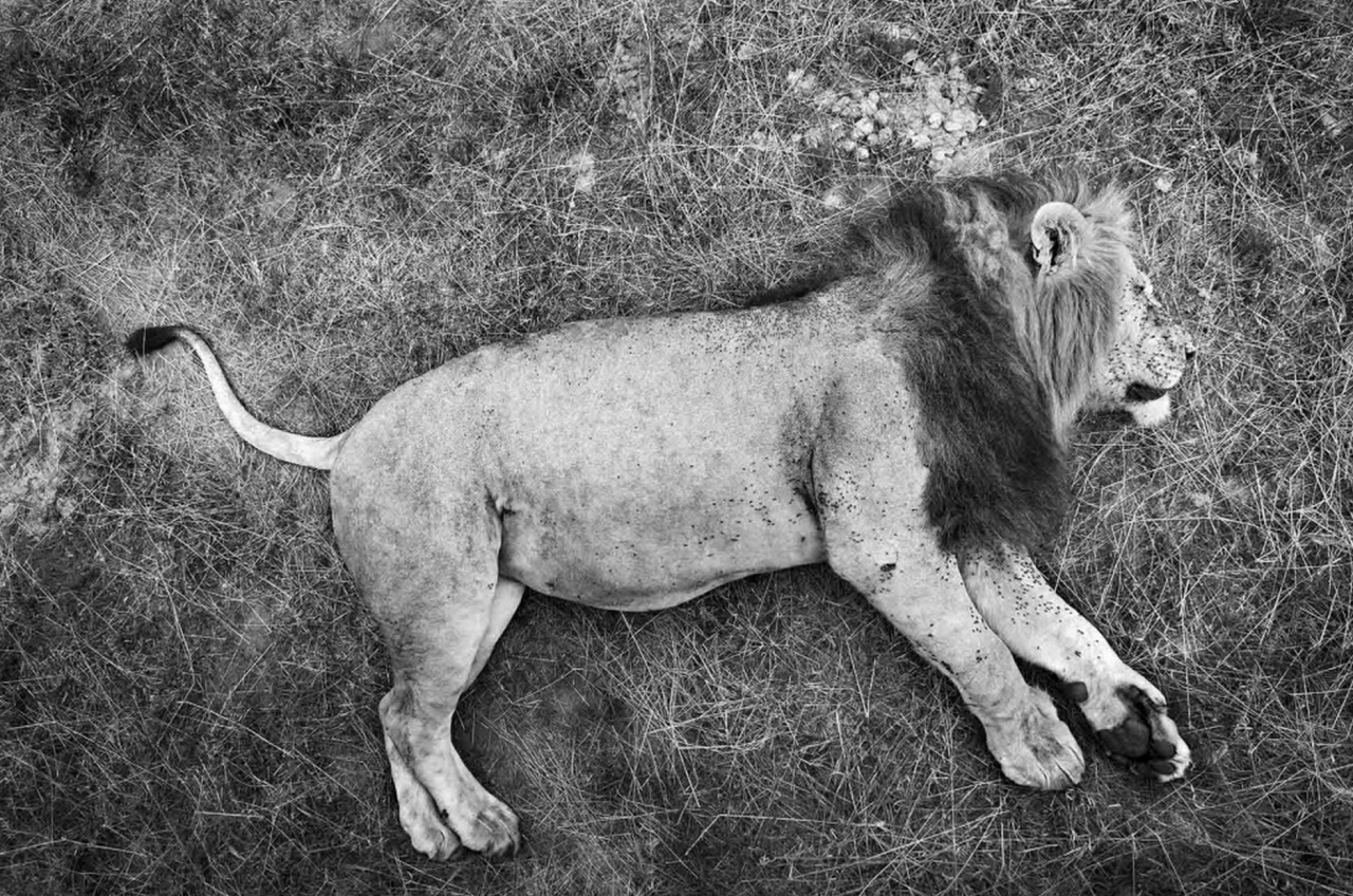 A dominant lion sleeps with a full belly. Rongai River, Masai Mara National Reserve, Kenya, 2011.