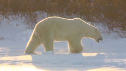 dnt canada polar bear attack_00001130.jpg