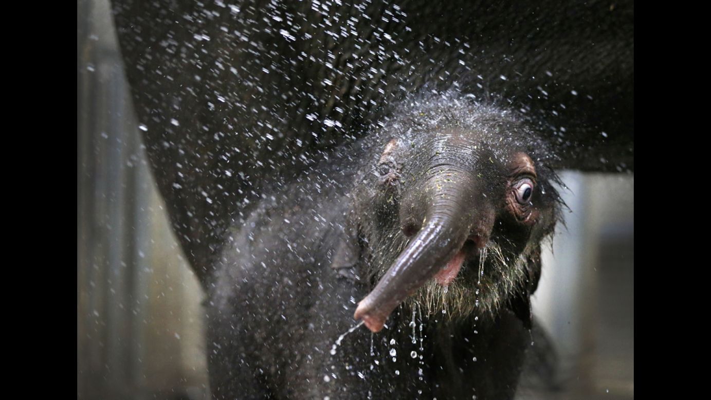 <strong>December 18: </strong>A baby elephant keeps cool with a shower at the Melbourne Zoo in Australia. 
