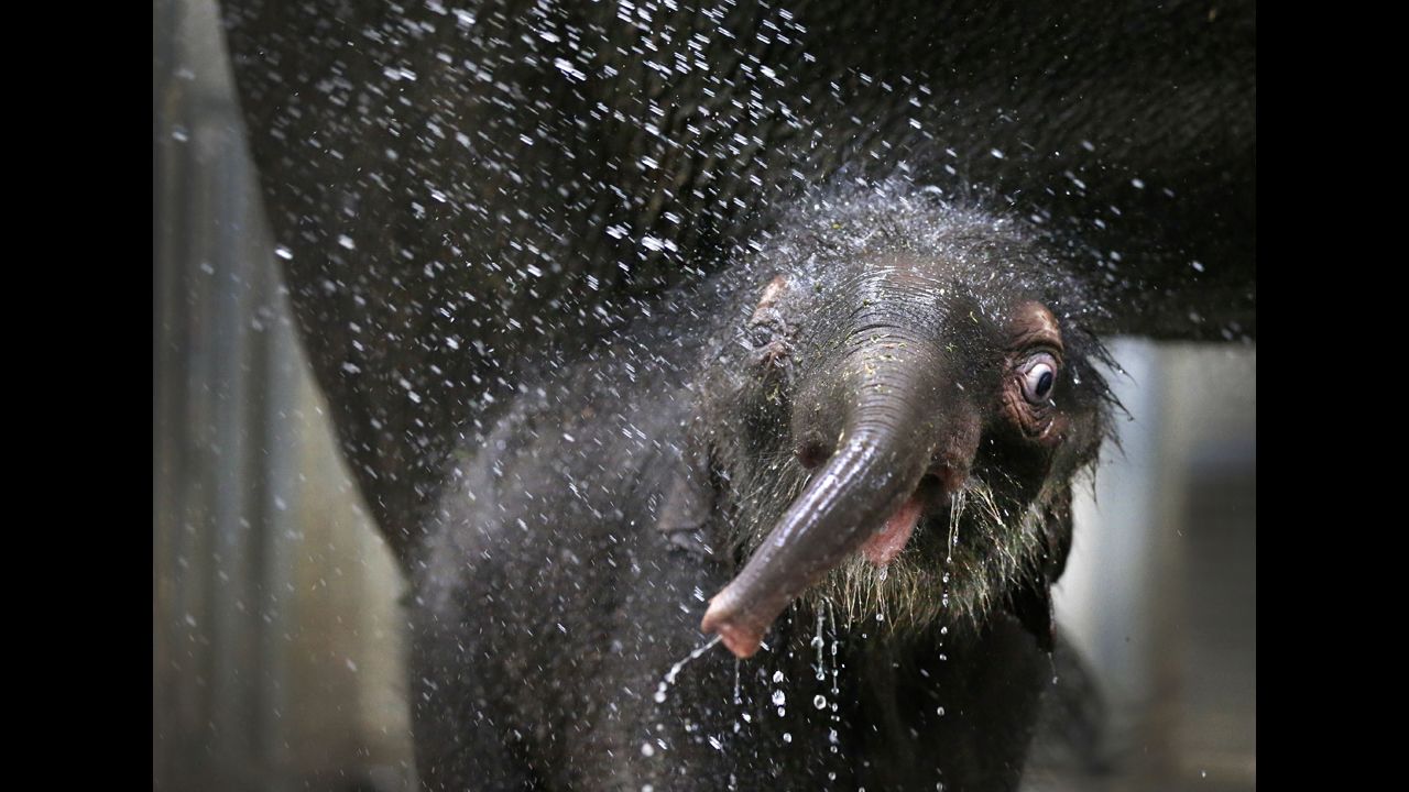 <strong>December 18: </strong>A baby elephant keeps cool with a shower at the Melbourne Zoo in Australia.