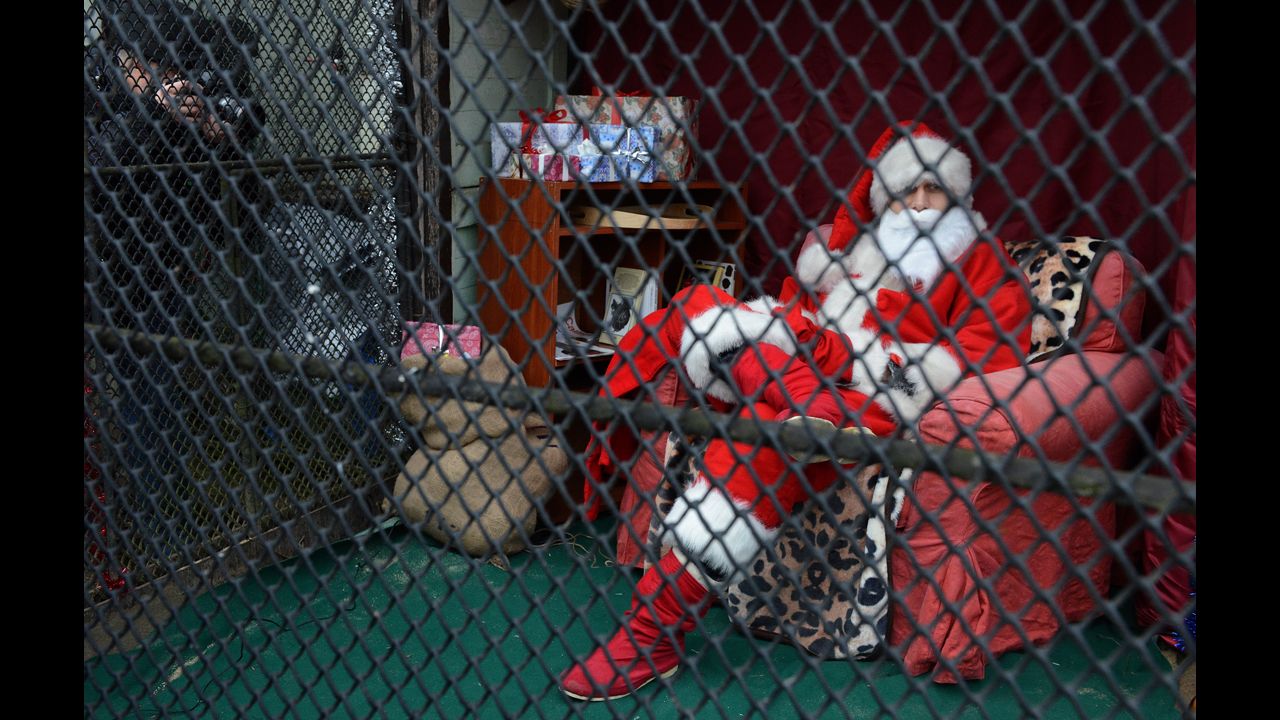 An activist dressed as Santa Claus sits in a zoo enclosure on December 19, in Prague. The activists protest against the influence of Santa Claus in Czech culture.