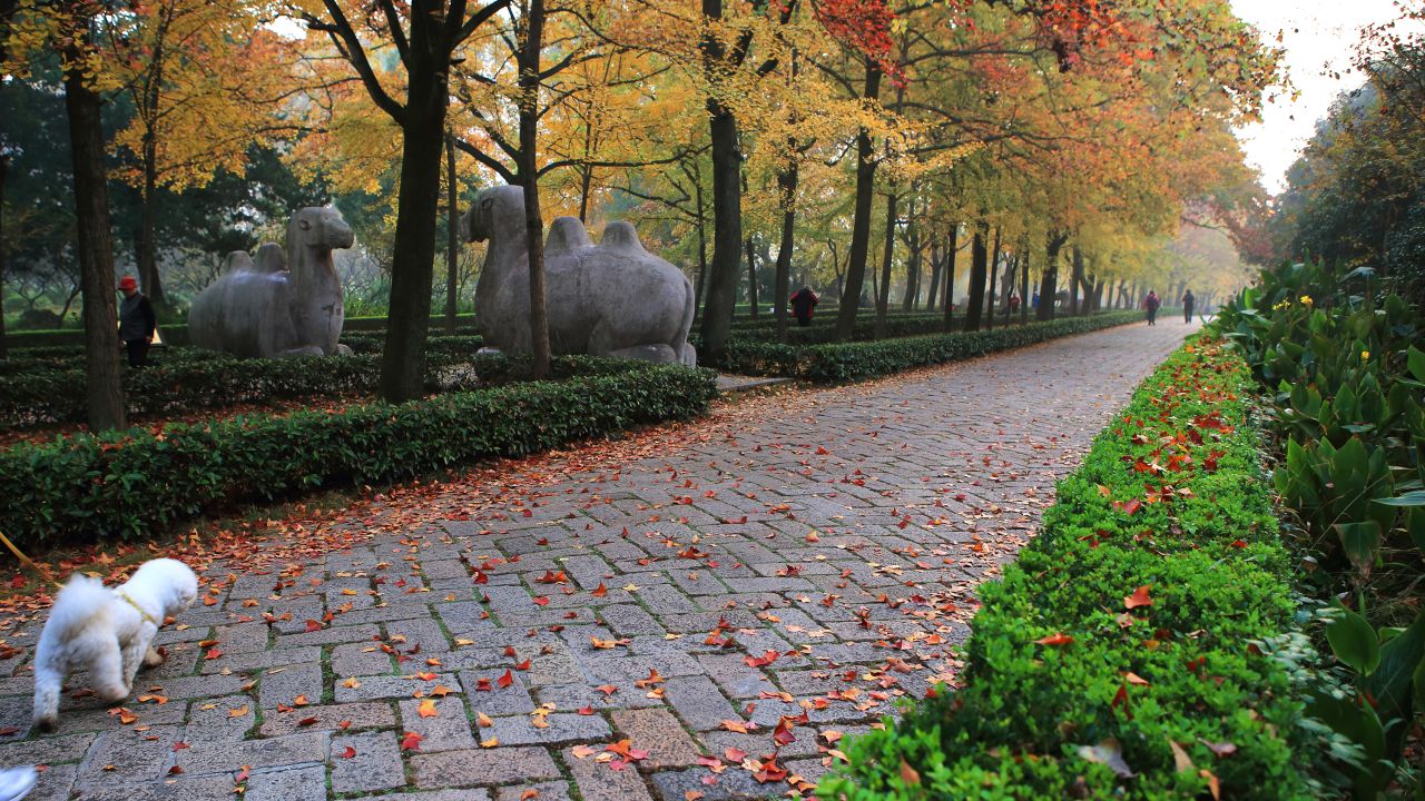 Sun's favorite place to linger on the mountain is Stone Elephant Road in front of Ming Xiaoling Mausoleum. <br />"Stone sculptures made from the Ming Dynasty are picturesque but irregularly placed along a line of colorful trees," says Sun. "It's especially beautiful in autumn."