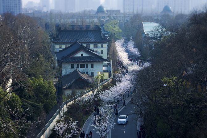 Photographer Sun Chen, 50, has lived his entire life in <a >Nanjing</a>. He began photographing the city a decade ago when parts of Nanjing became threatened by demolition. Jimingsi Road (pictured) outside Jiming Temple offers one of the best views of Nanjing, especially in spring.<br />"Cherry blossoms are at their fullest in March," says Sun. "The blossoms along the Jimingsi Road usually last three to four days." 