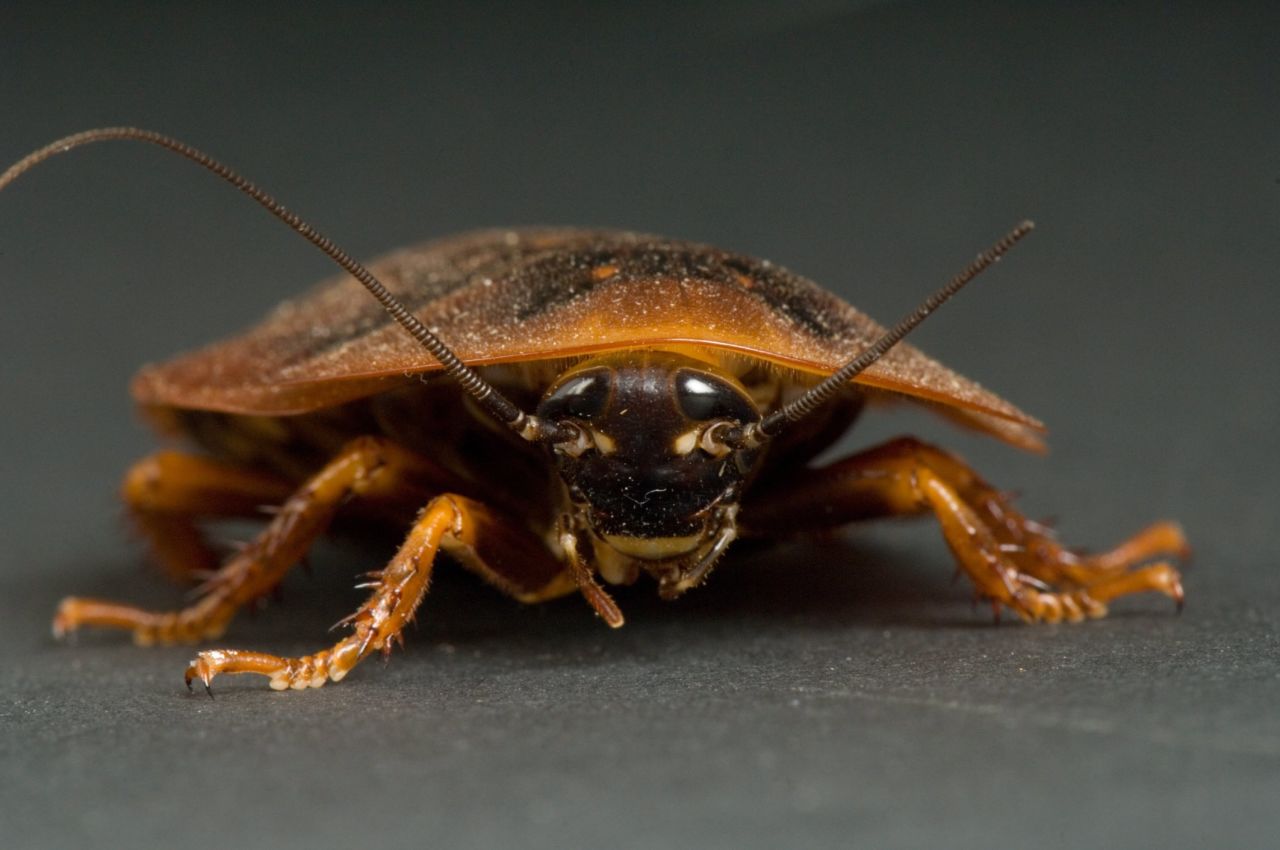 <strong>Cockroaches:</strong> Words spoken by Senate Majority Leader Harry Reid: "Congress is finishing this year less popular than a cockroach." A polling question actually asked people if they have a higher opinion of Congress or cockroaches. And <a href="http://www.publicpolicypolling.com/main/2013/01/congress-less-popular-than-cockroaches-traffic-jams.html" target="_blank" target="_blank">people thought higher of cockroaches</a>.