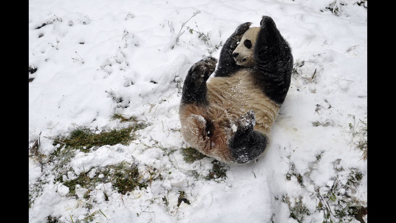 <strong>December 16:</strong> A giant panda plays in the snow at a zoo in Kunming, Yunnan province, in China.