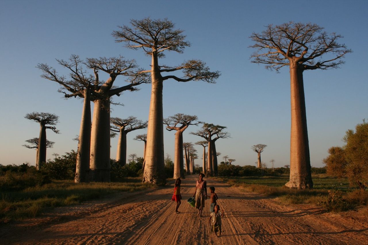 Dos docenas de estos árboles surrealistas que pueden alcanzar los 20 metros de altura y 10 metros de ancho bordean un camino en el lado oeste de Madagascar. La avenida se ha convertido en una de las atracciones más populares de Madagascar. 