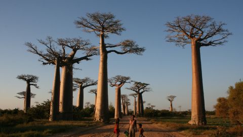 Avenue of the Baobabs, Madagascar