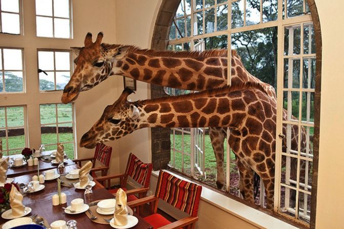 "Would you be so kind as to pass the marmalade?" Eating breakfast with giraffes at Nairobi's 10-suite Giraffe Manor is a unique thrill. 