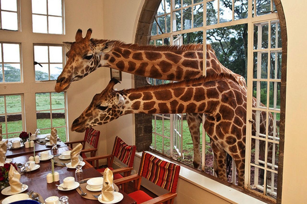 "¿Serías tan amable de pasarme la mermelada?". Desayunar con jirafas en el Giraffe Manor, de 10 habitaciones, ubicado en Nairobi, será una experiencia única.