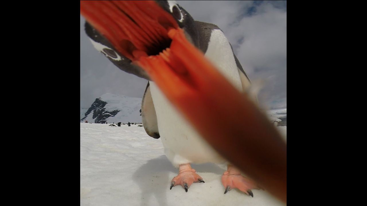 <strong>December 11:</strong> A Gentoo penguin waddles up to a GoPro camera on Cuverville Island, Antarctica.