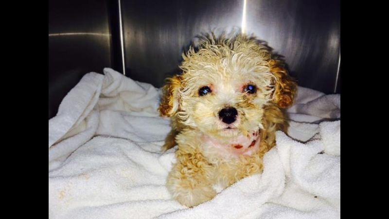 San Francisco Puppy Saved From Trash In Nick Of Time | CNN