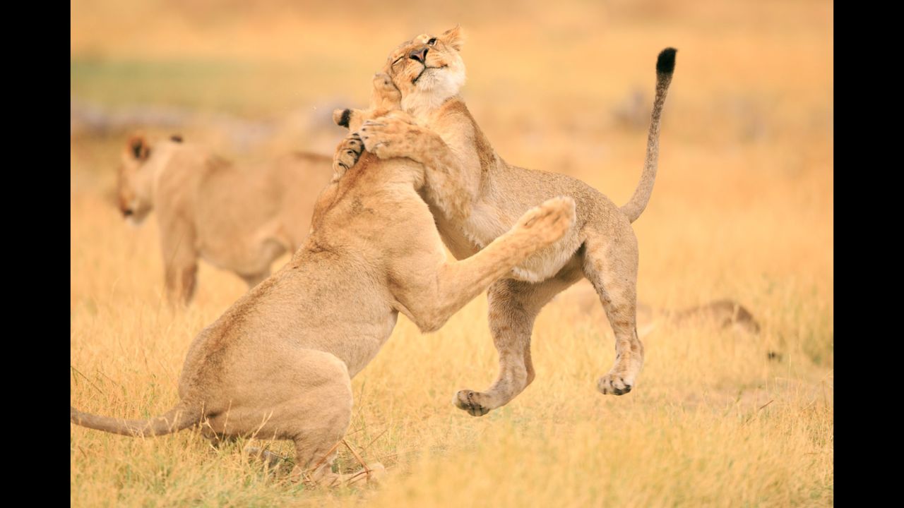 <strong>December 18:</strong> A lioness wraps her paws around another lioness at the Moremi Game Reserve in Botswana.
