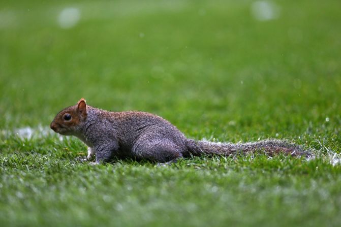 There are an estimated two million grey squirrels in the United Kingdon, but just one was at Loftus Road for QPR's matcg against Leicester City on Saturday.