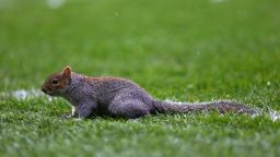 There are believed to be an estimated two million grey squirrels in the United Kingdon, but just one was at Loftus Road for QPR's Championship clash against Leicester City