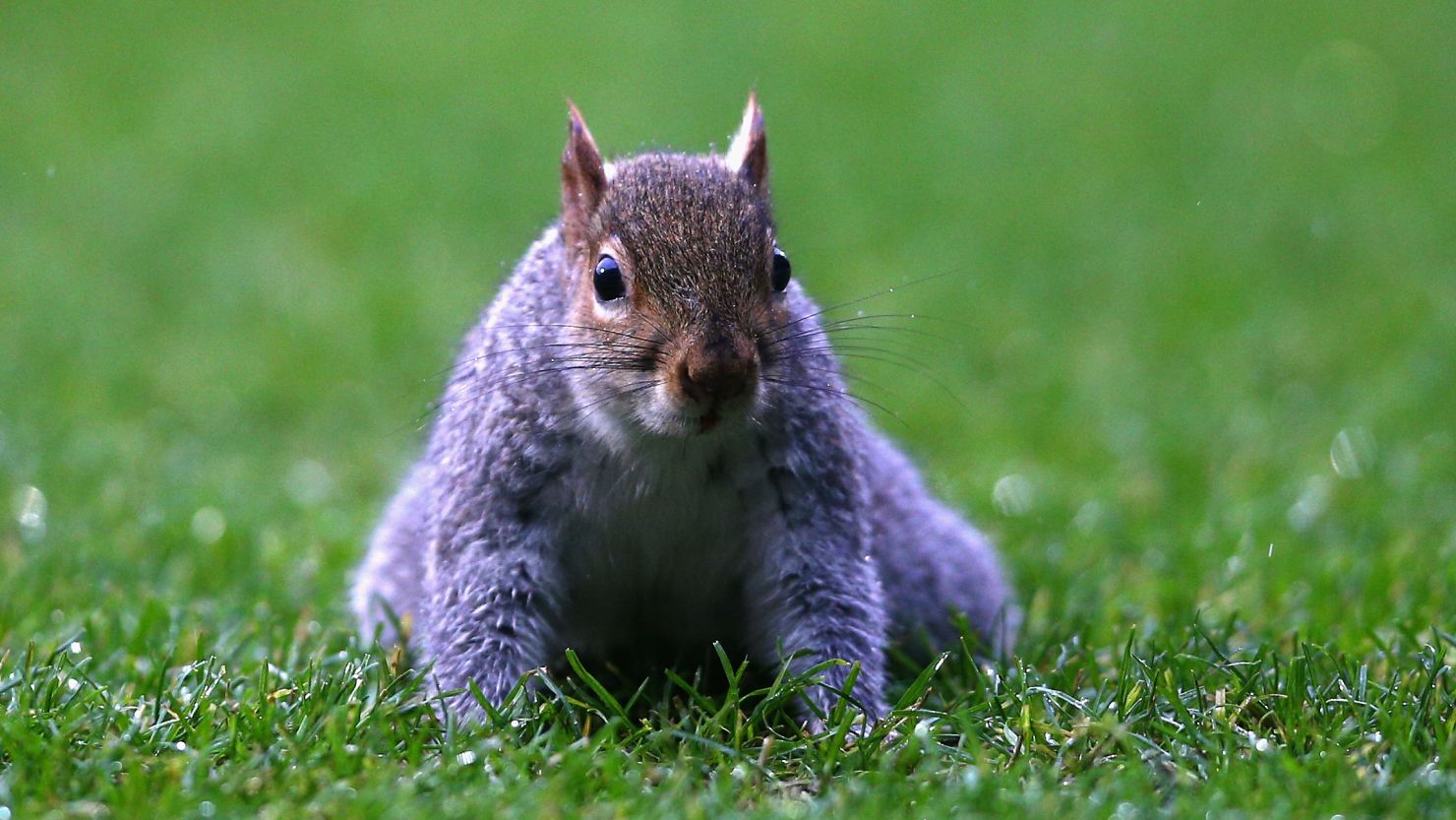 Squirrel invades pitch
