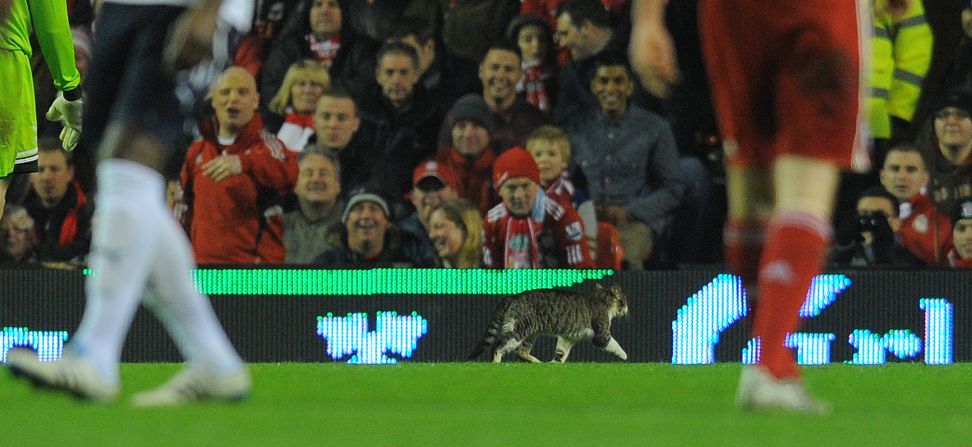 A cat hit the headlines after invading the pitch during Liverpool's game against Tottenham in February 2012.