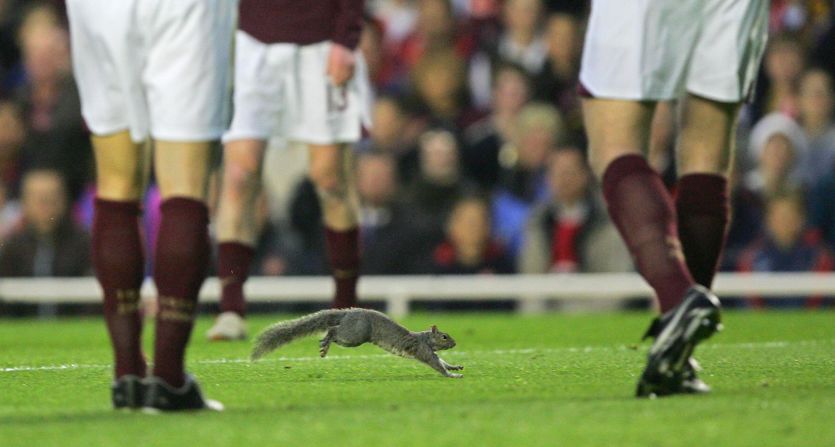 Squirrels seem to have a liking for English football as one also entered the field of play at Highbury in 2006 during a Champions League clash between Arsenal and Villarreal.