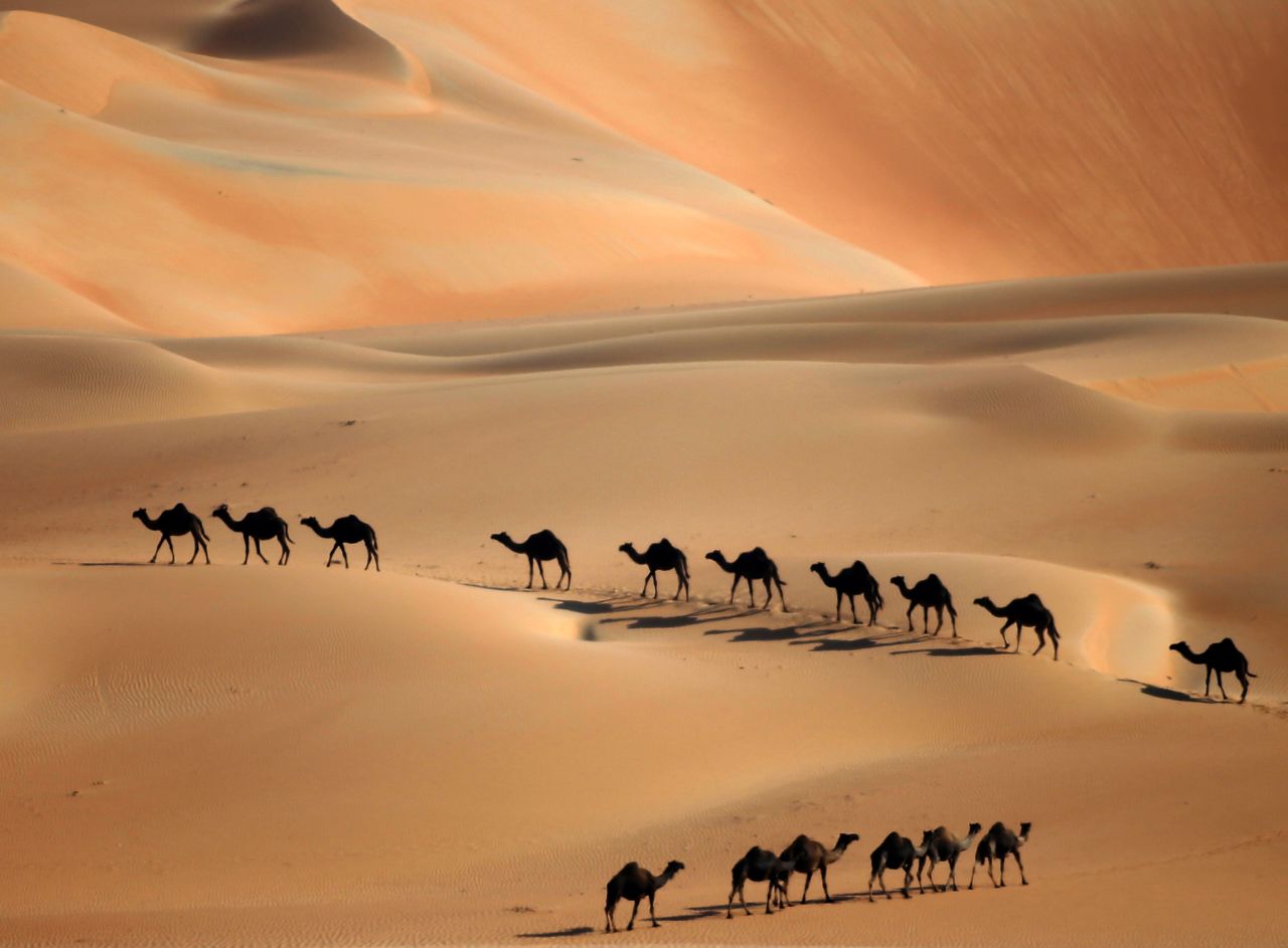 DECEMBER 23 - LIWA DESERT, ABU DHABI: Camels walk along sand dunes as the Mazayin Dhafra Camel Festival takes place on December 22. The festival, which attracts participants from around the Gulf region, includes a camel beauty contest, a display of UAE handcrafts and other activities aimed at promoting the country's folklore. 