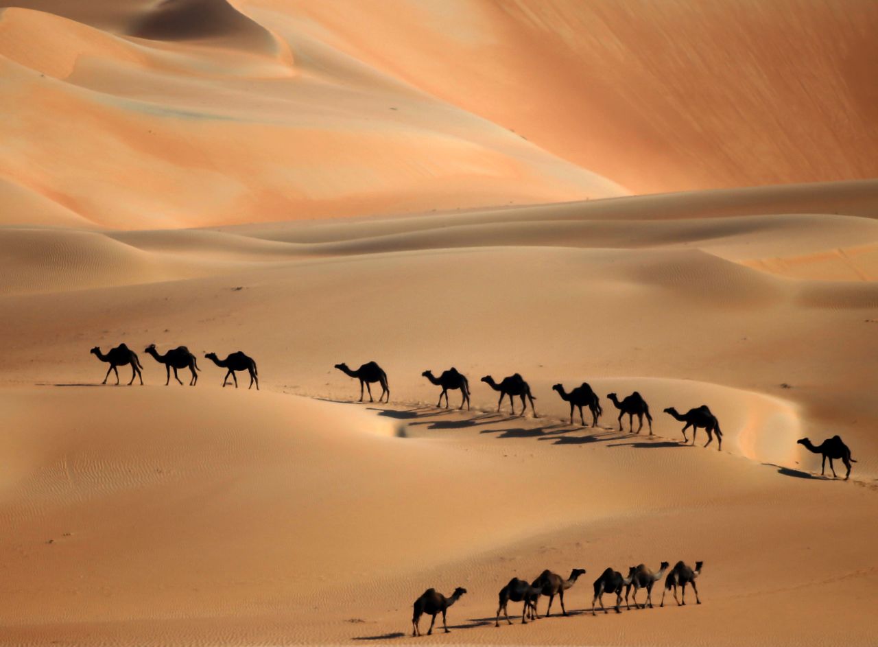 DECEMBER 23 - LIWA DESERT, ABU DHABI: Camels walk along sand dunes as the Mazayin Dhafra Camel Festival takes place on December 22. The festival, which attracts participants from around the Gulf region, includes a camel beauty contest, a display of UAE handcrafts and other activities aimed at promoting the country's folklore.