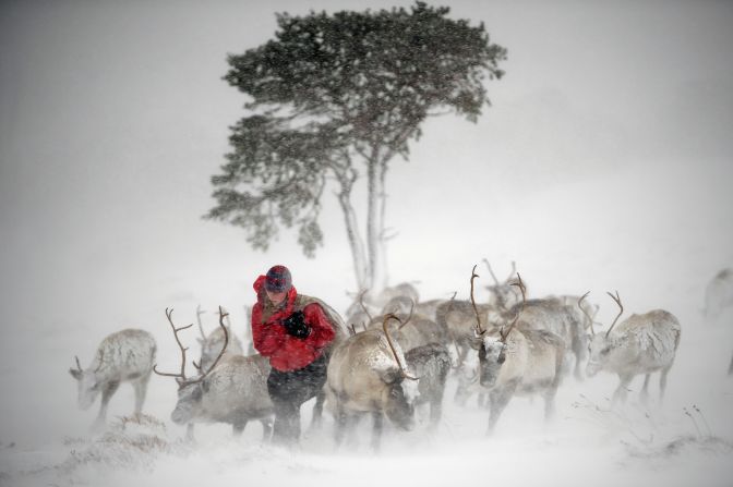 <strong>December 23:</strong> Eve Grayson, a reindeer herder, feeds animals in Aviemore, Scotland. A Swedish Sami reindeer herder introduced reindeer to Scotland in 1952.