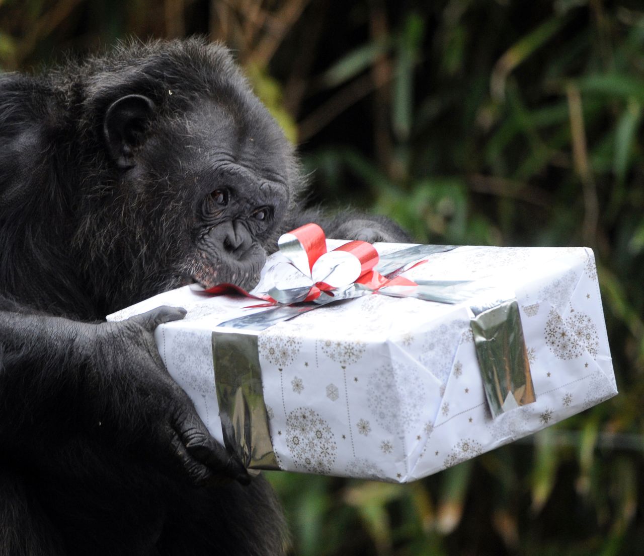A chimpanzee opens a package filled with treats at a zoo in La Fleche, France, on December 23.
