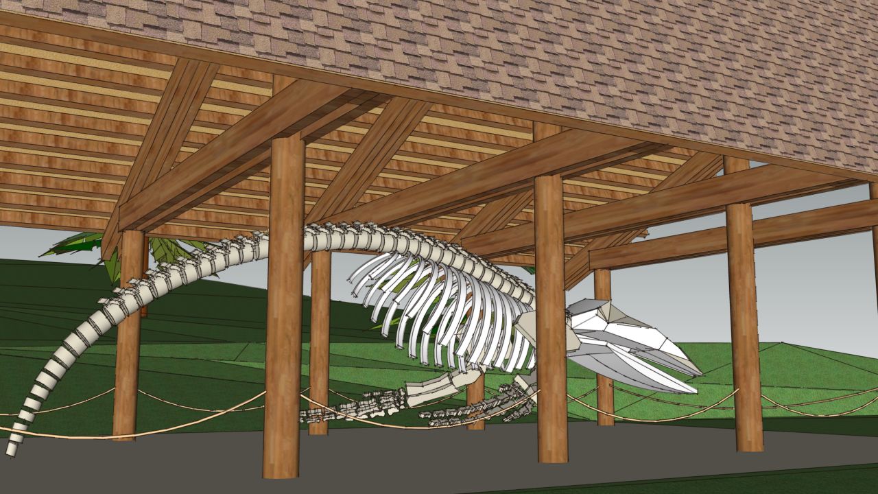 While Alaska is already a world-class destination for whale watching, it's going to get even better in 2014. The skeleton of Snow, a humpback whale who visited Glacier Bay regularly when alive, is scheduled to go on display at <a href="http://www.nps.gov/glba/naturescience/whale-68-articulation-project.htm" target="_blank" target="_blank">Glacier Bay National Park & Preserve</a> in summer 2014. One of the world's largest reconstructed humpback whale skeletons, Snow will be displayed in a new outdoor exhibit in Bartlett Cove. The effort to preserve and display Snow's skeleton was led by park staff and local residents over 13 years.<br />