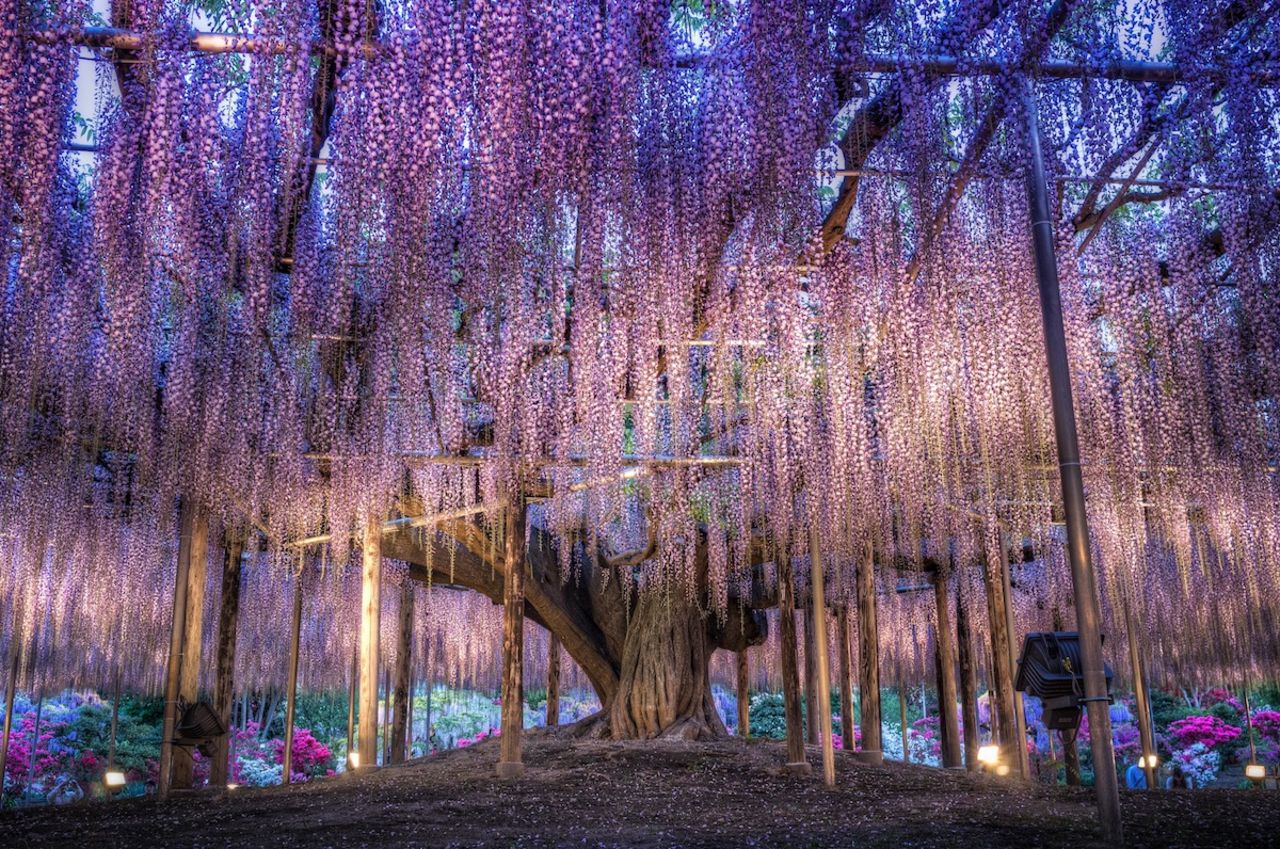 ¿Sirvió como inspiración para el "Árbol de las Almas" de Avatar? A ochenta kilómetros de Tokio,   el Jardín de Flores Ashikaga alberga este increíble árbol de glicinia de 143 años. 