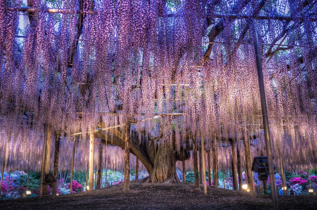 ¿Sirvió como inspiración para el "Árbol de las Almas" de Avatar? A ochenta kilómetros de Tokio, el Jardín de Flores Ashikaga alberga este increíble árbol de glicinia de 143 años.
