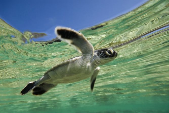 Guests checking into One&Only Hayman Island, due to reopen following extensive renovations in July 2014, will have the Great Barrier Reef -- and adorable critters like this guy -- at their doorstep. 