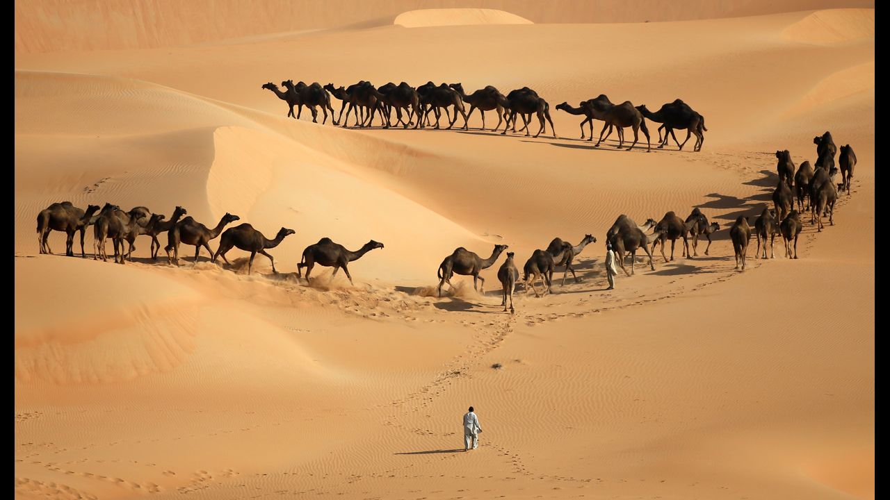 <strong>December 22:</strong> Camels walk along sand dunes in desert during the Mazayin Dhafra Camel Festival in Abu Dhabi.