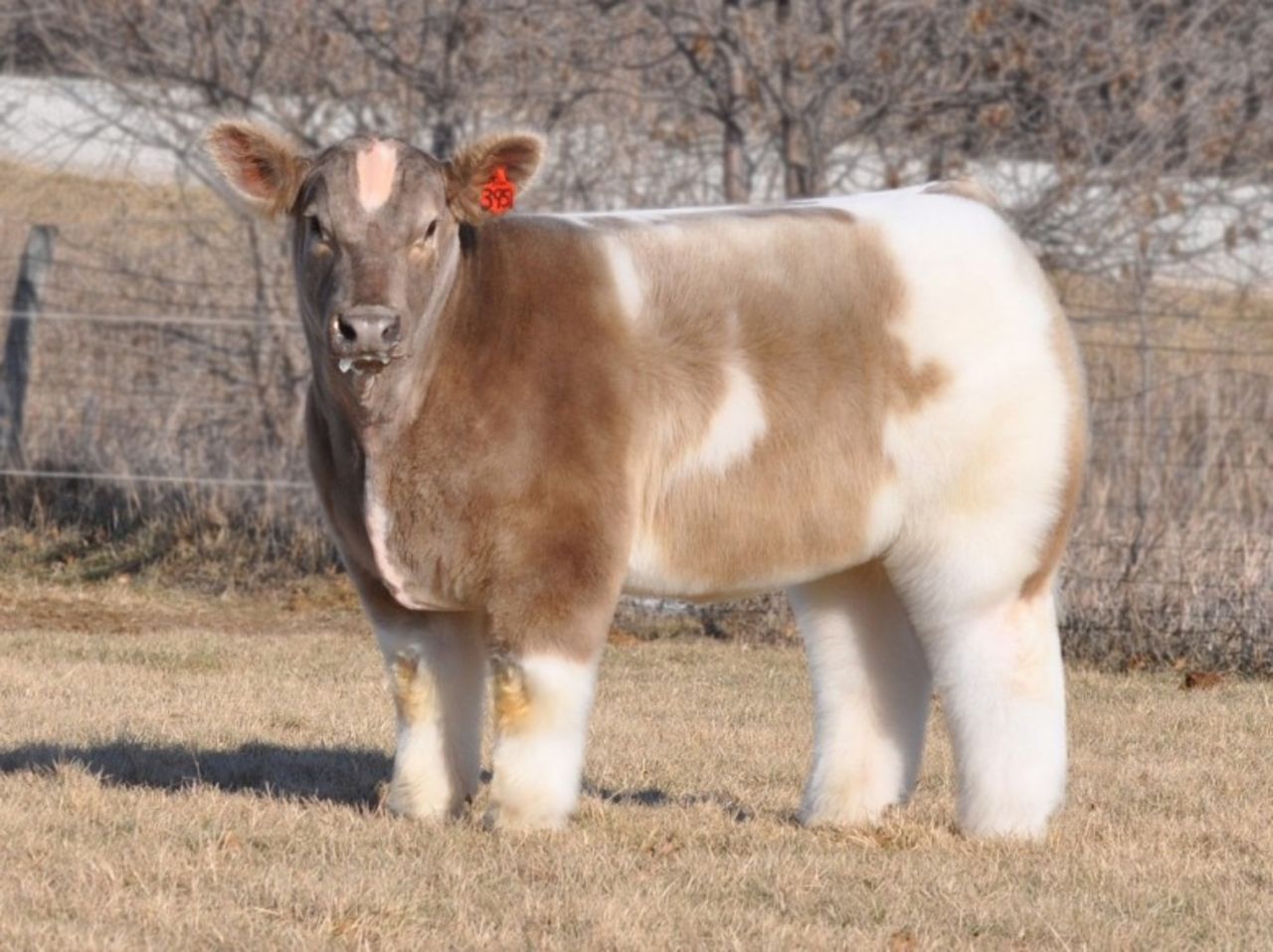 Las Granjas Lautner en Iowa cuentan con vacas y toros criados genéticamente para competir en exposiciones en todo el país. Una vez que esta foto fue tomada del sitio web de la granja y de forma anónima, fue publicada en Reddit, se convirtió en una sensación viral conocida como la foto de "La vaca esponjosa". 