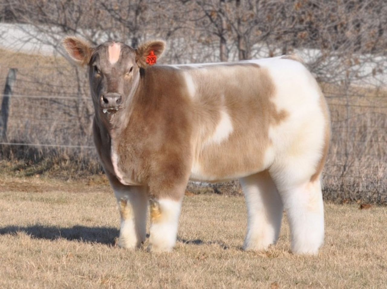 Las Granjas Lautner en Iowa cuentan con vacas y toros criados genéticamente para competir en exposiciones en todo el país. Una vez que esta foto fue tomada del sitio web de la granja y de forma anónima, fue publicada en Reddit, se convirtió en una sensación viral conocida como la foto de "La vaca esponjosa".