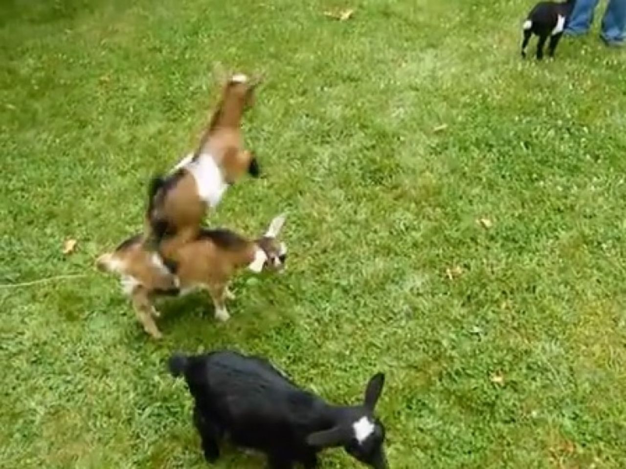 Una cabra pequeña de una granja en Houlton, Maine, recibió mucha atención de los usuarios de Internet después de que un lindo vídeo de ella saltando encima de otras cabras, se volviera viral. Desde su debut en Internet, Buttermilk, la pequeña cabra nigeriana, obtuvo su propia aplicación para iPhone y Android llamada "Buttermilk The Boucing Baby Goat".