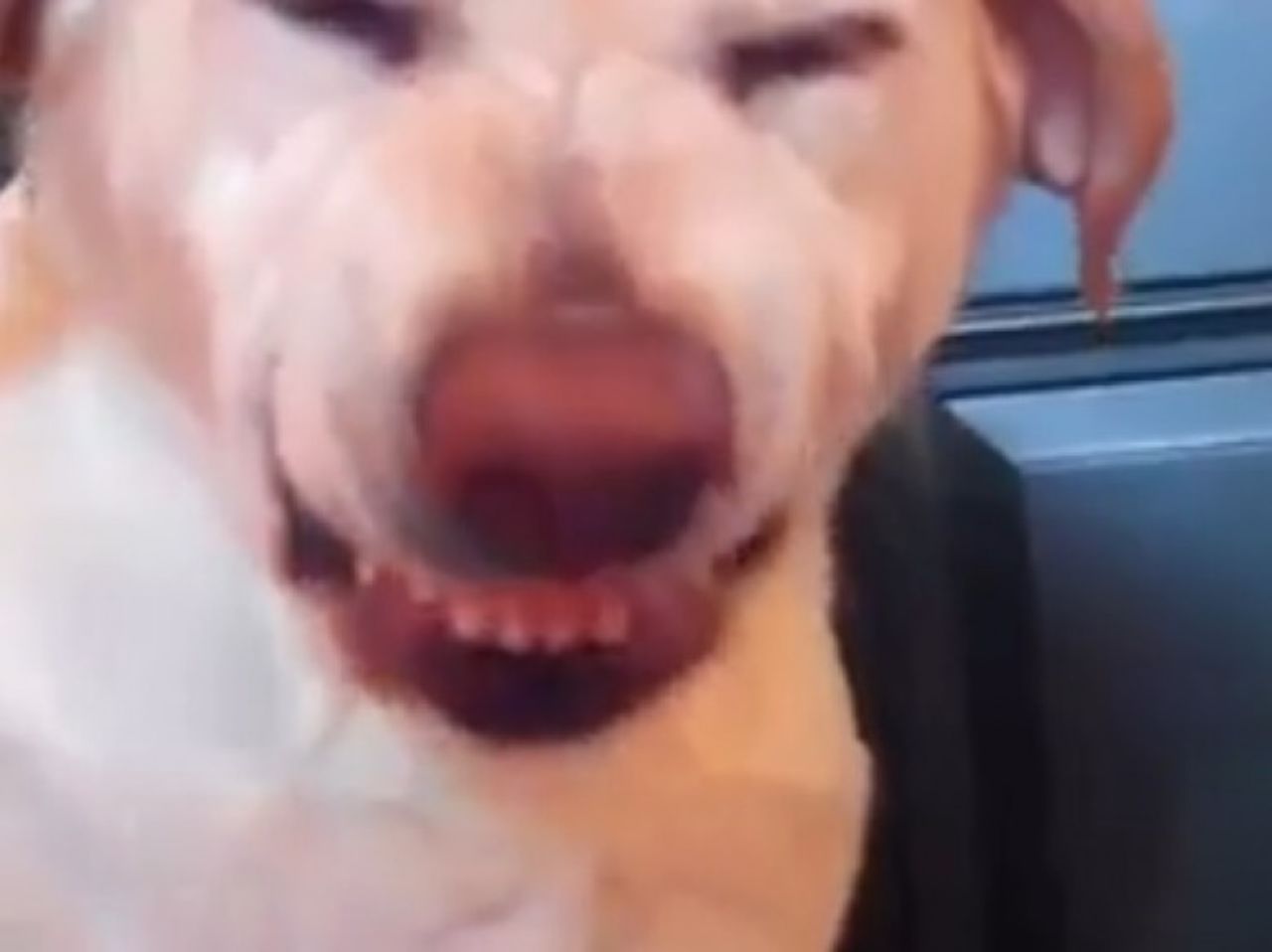 ¡Alguien se sirvió de las galletas del gatito! Este adorable perro llamado Denver se convirtió en el mejor amigo de los usuarios de Internet después de que le costara ocultar la verdad cuando su dueño lo confrontó por lo que había hecho.