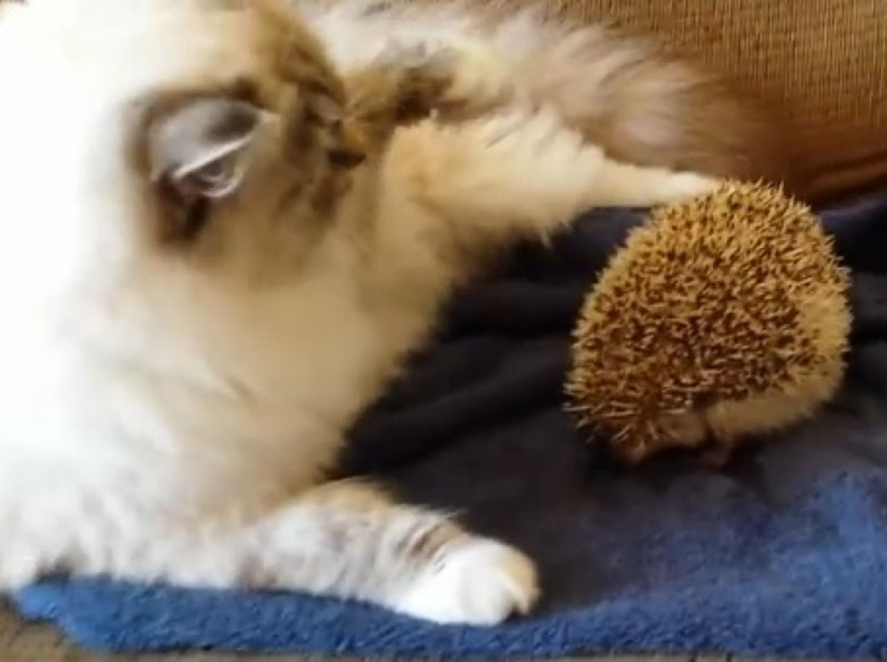 Un lindo gatito en Michigan descubrió por las malas lo que sucede cuando tratas de jugar con un erizo. La adorable Lily, de 8 meses de edad, comenzó a olfatear a la misteriosa criatura y a la larga descubrió que un erizo no es el mejor lugar para sentarse.