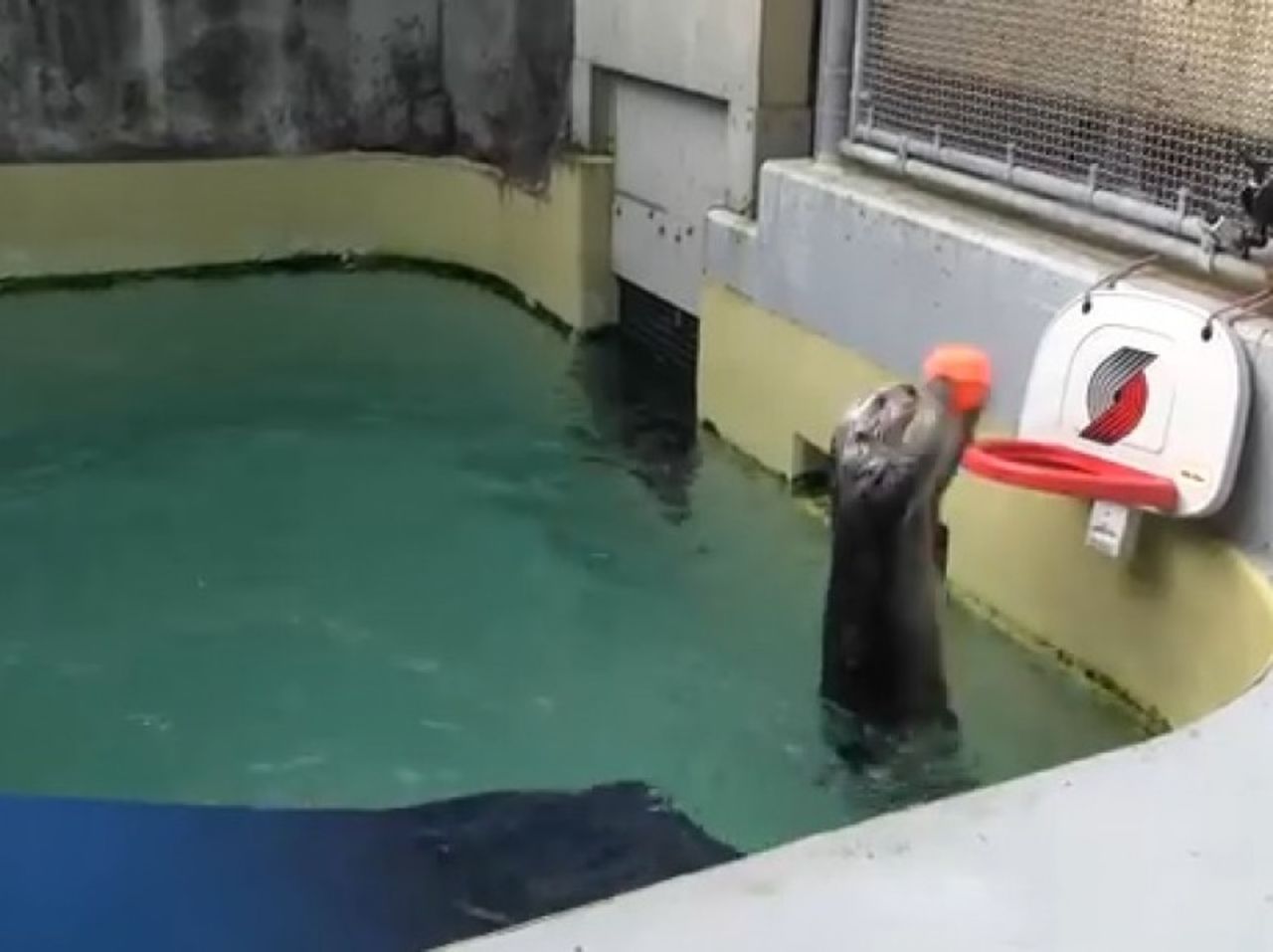 Eddie, la nutria marina, tiene que ejercitar sus codos artríticos, así que juega al baloncesto. Y, resulta que, ¡él es muy bueno! Y el vídeo de las habilidades de este adorable animal es maravilloso! Eddie estaba mal de salud cuando lo encontraron y ahora el zoológico de Oregon esta rehabilitandolo usando baloncesto en la piscina.