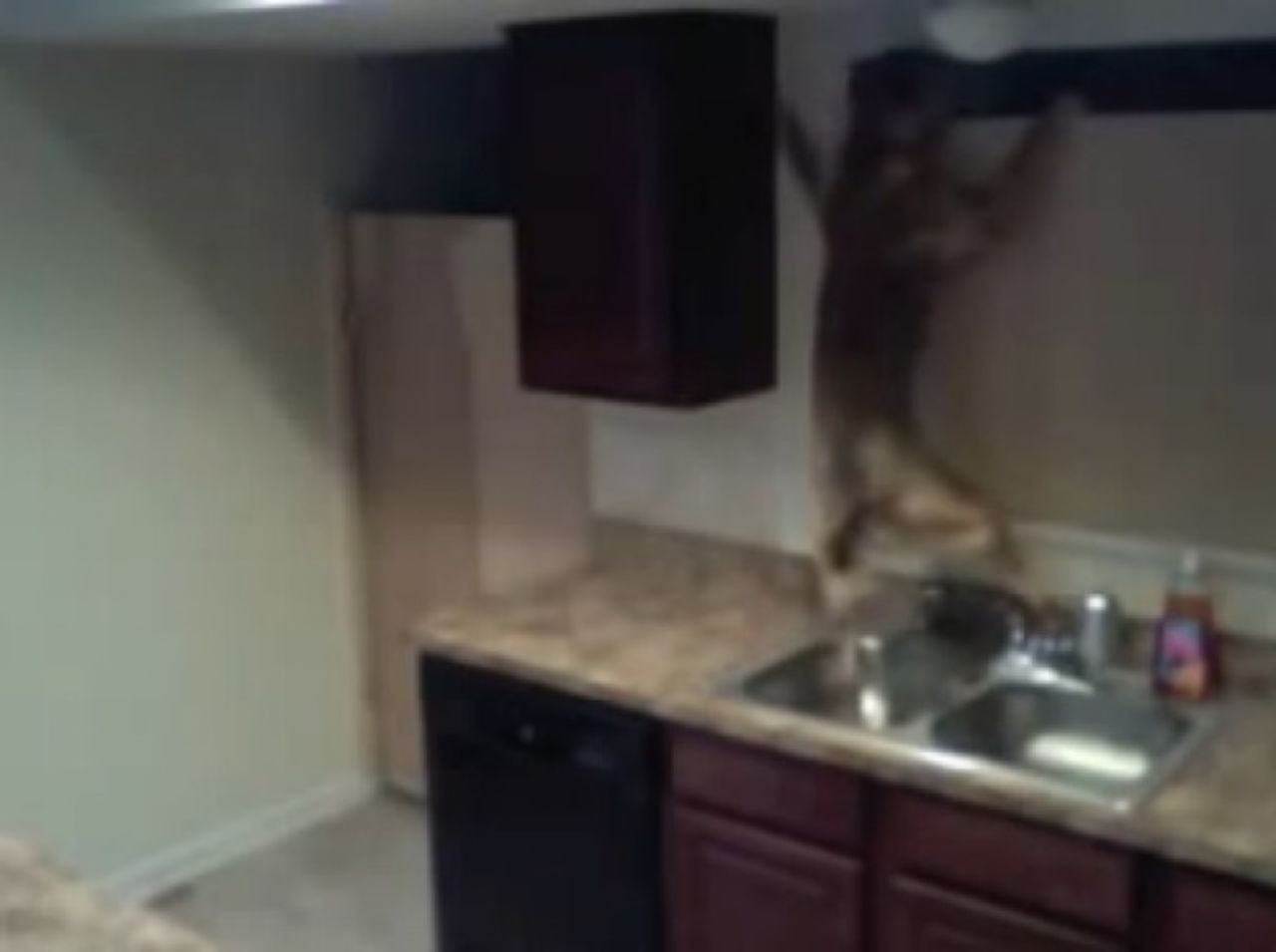 ¿Cómo este perro continuaba misteriosamente escapándose de la cocina? Una cámara escondida lo descubrió, y el vídeo revelando el ingenio del perro y sus habilidades acrobáticas son de risa.